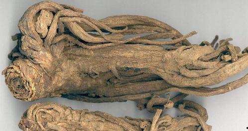 独活的图片,神秘草本植物的神奇功效与药用价值揭秘